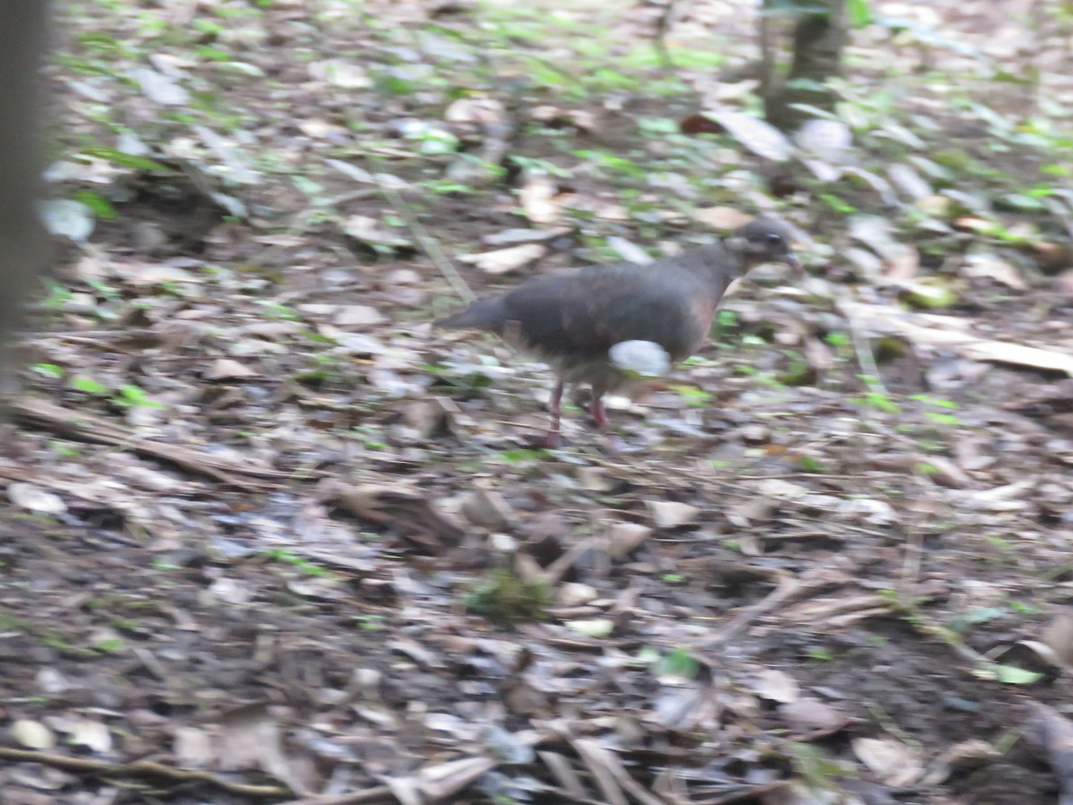 Ruddy Quail-Dove - katiuska Sicilia