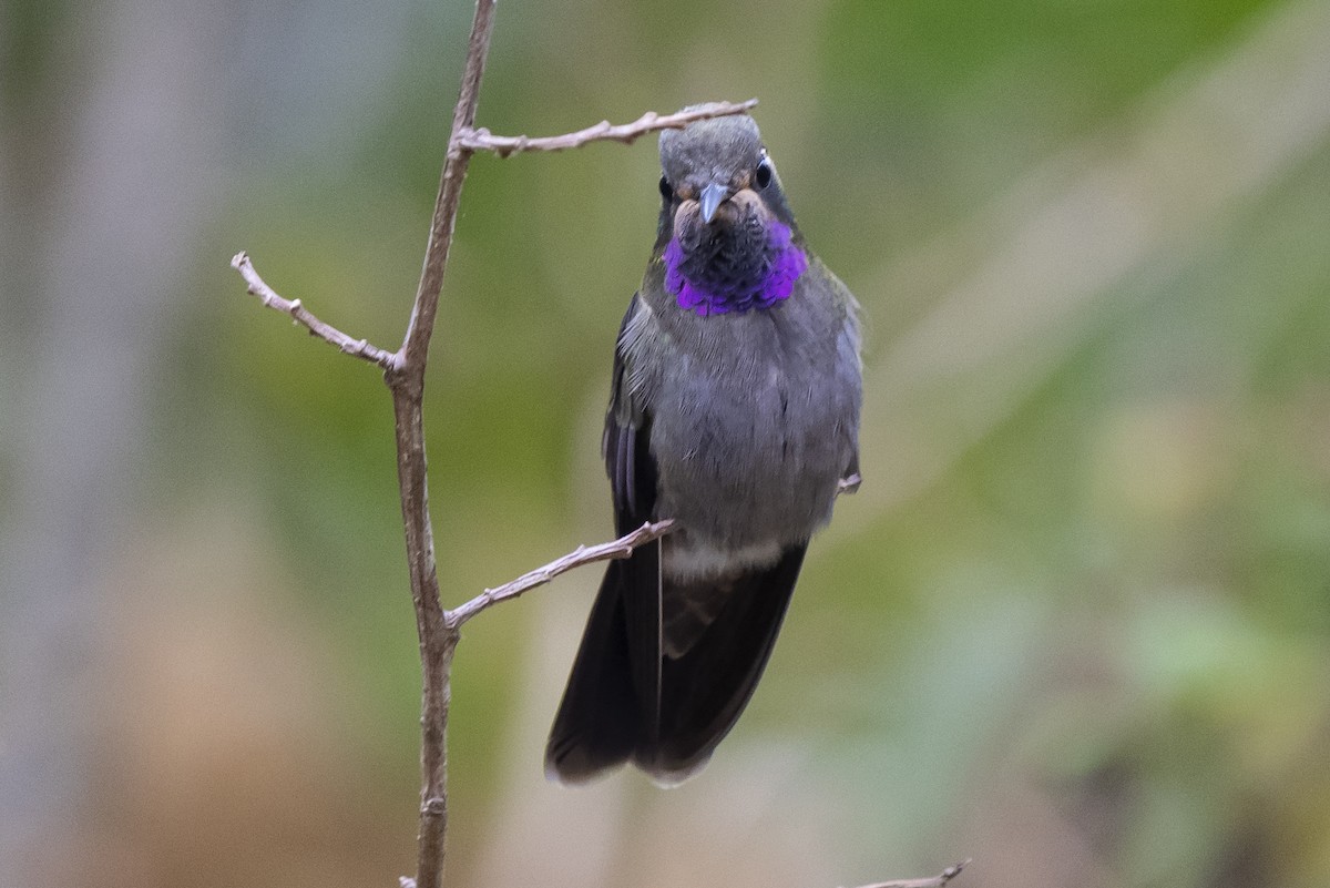 Amethyst-throated Mountain-gem - ML345980171