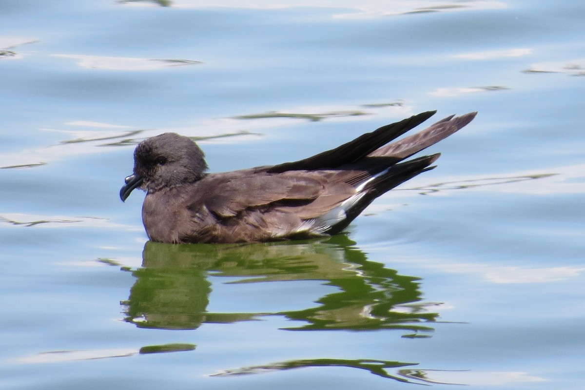 Wedge-rumped Storm-Petrel - ML34598041