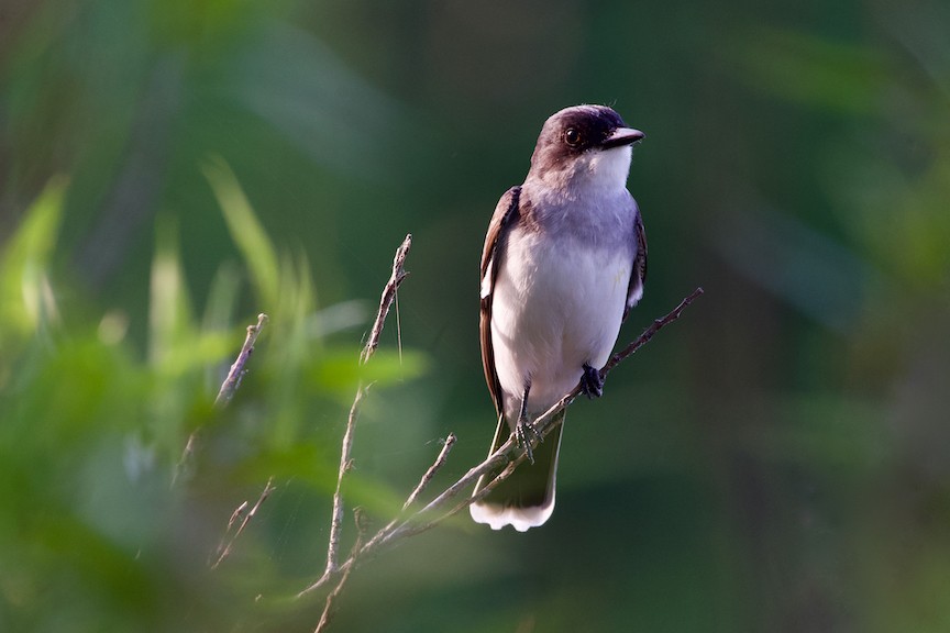 Eastern Kingbird - Patrice Babeux