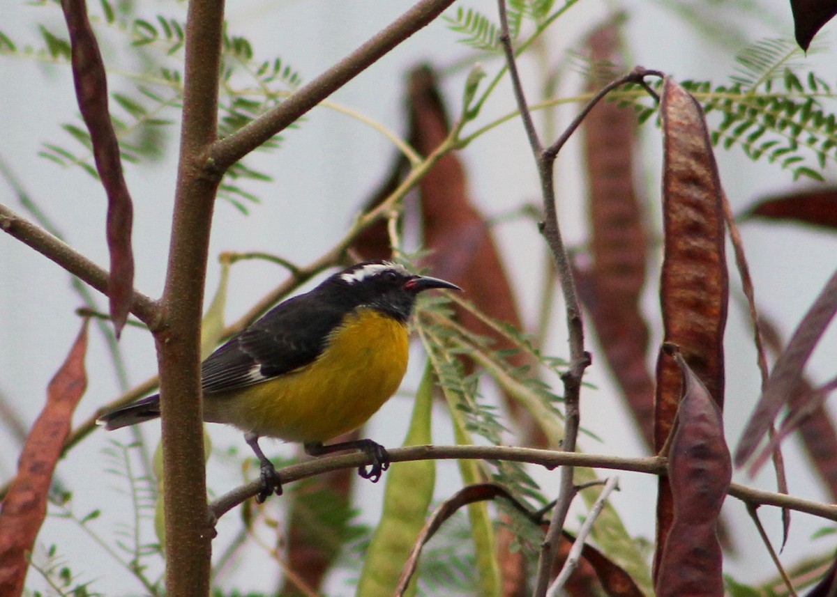 Bananaquit - Holly Kleindienst