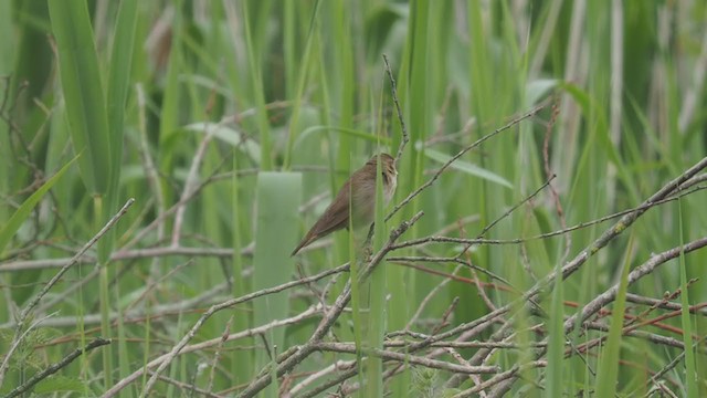 River Warbler - ML345981851