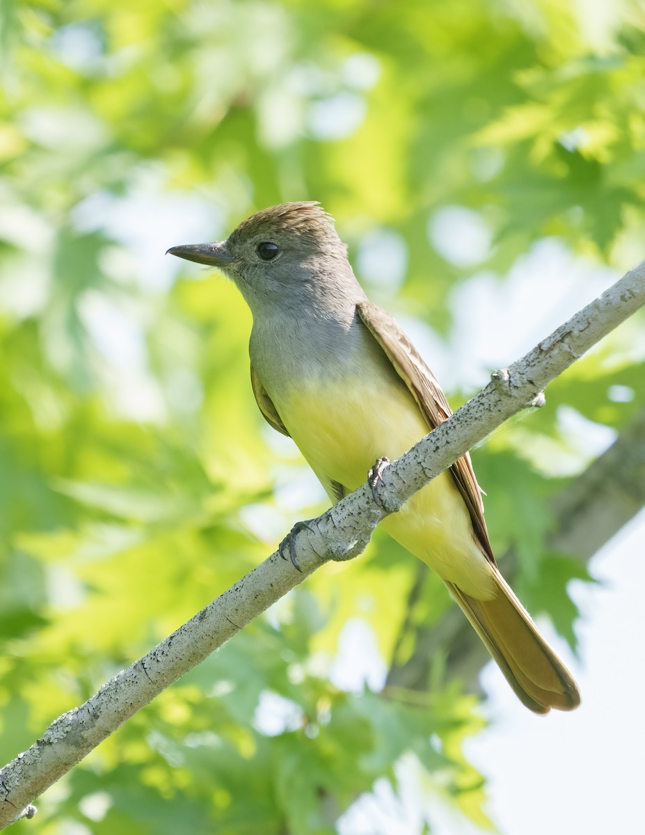 Great Crested Flycatcher - ML345981891
