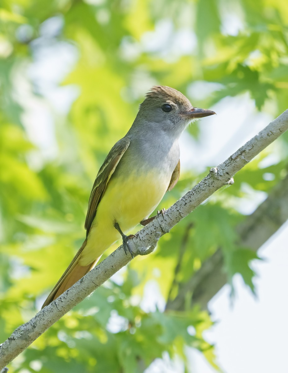 Great Crested Flycatcher - ML345981911