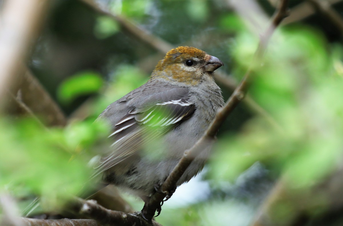 Pine Grosbeak - ML345981921