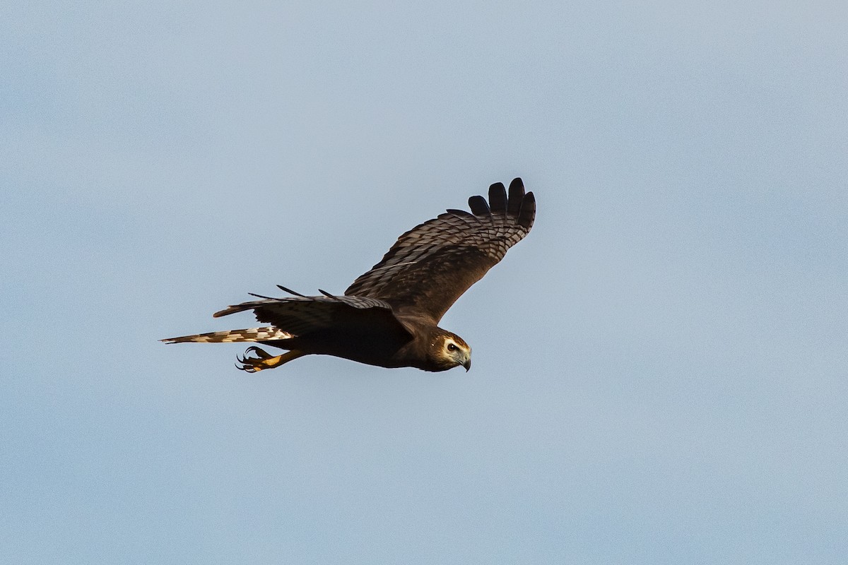 Long-winged Harrier - ML345983281