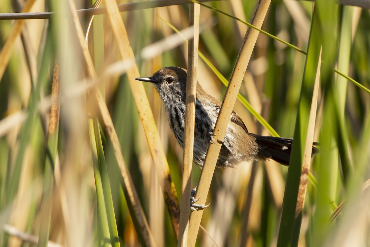 Marsh Antwren (Parana) - ML345983411