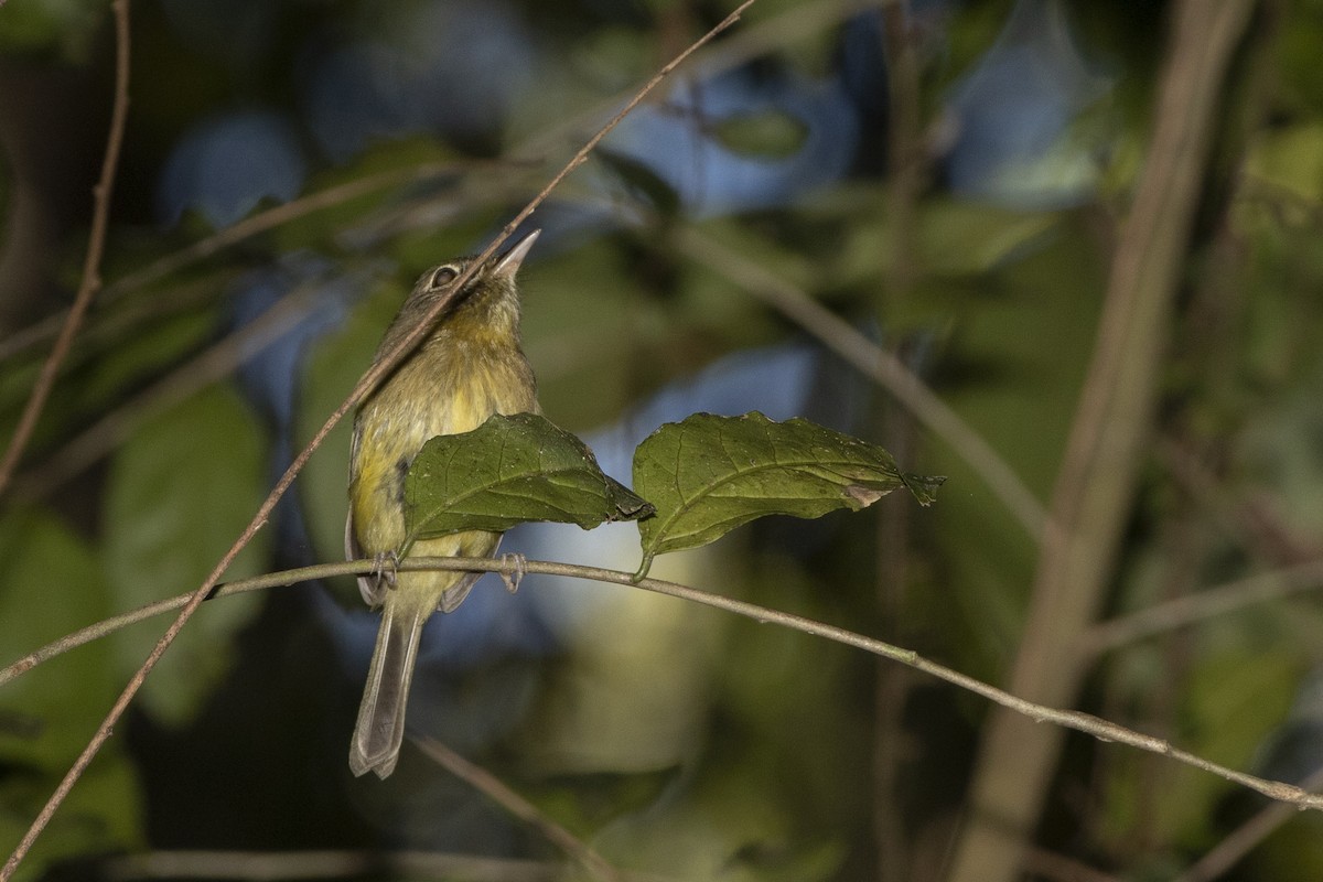 Eye-ringed Tody-Tyrant - ML345983951