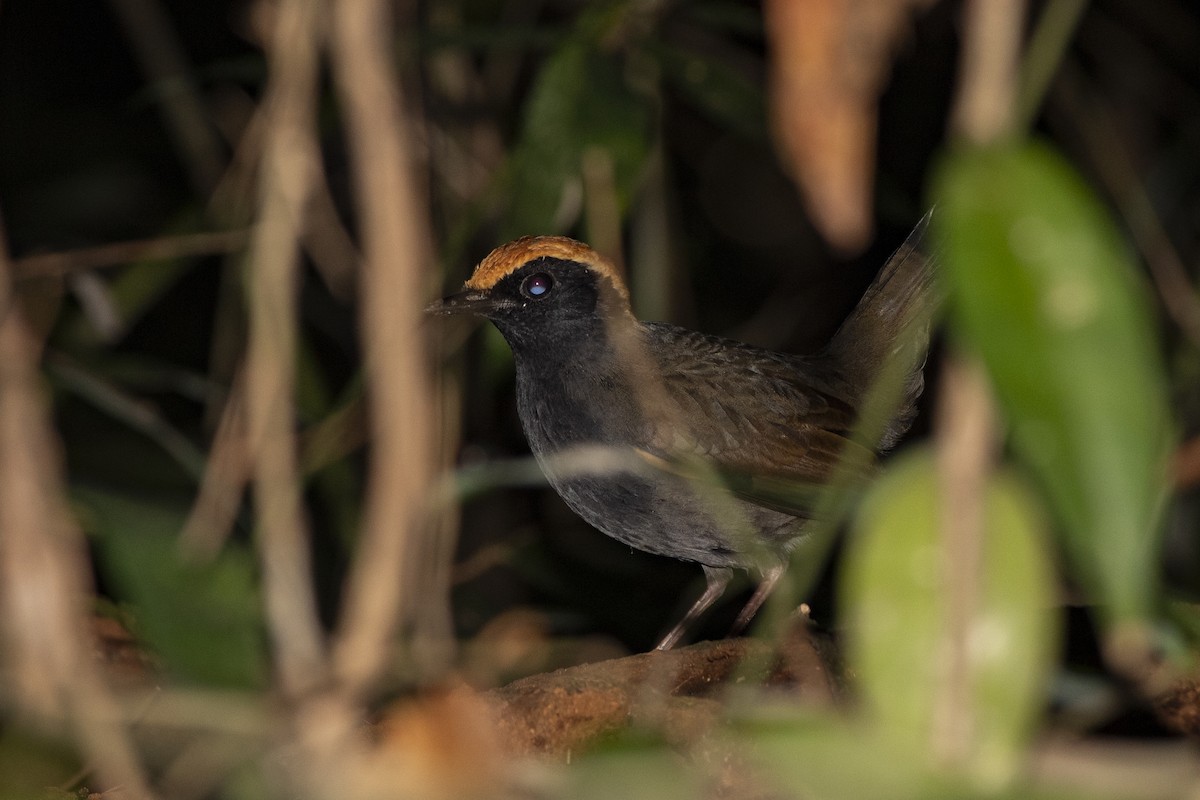 Rufous-capped Antthrush - ML345983971