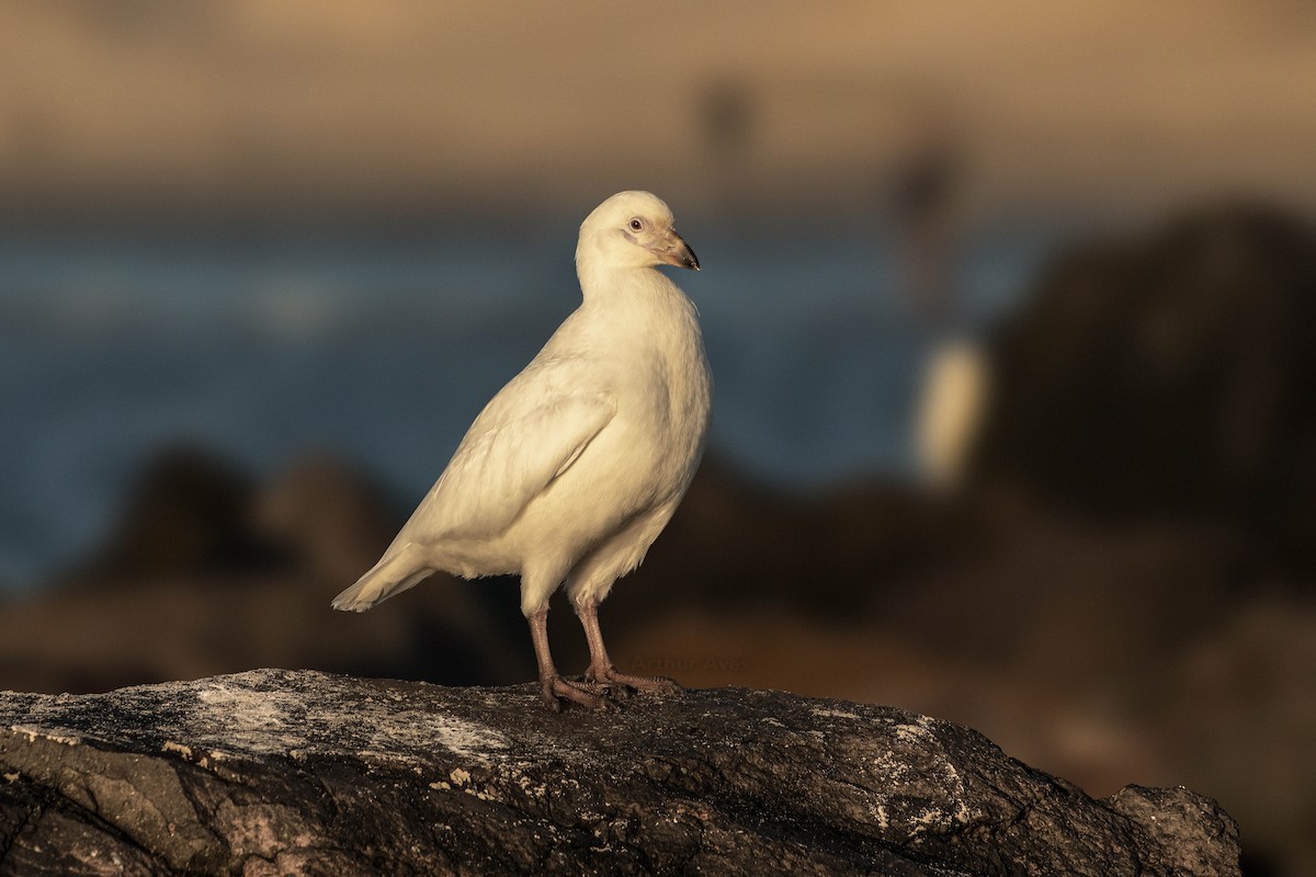 Snowy Sheathbill - ML345984181