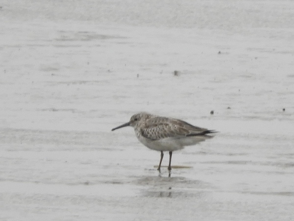 Great Knot - ML345985011