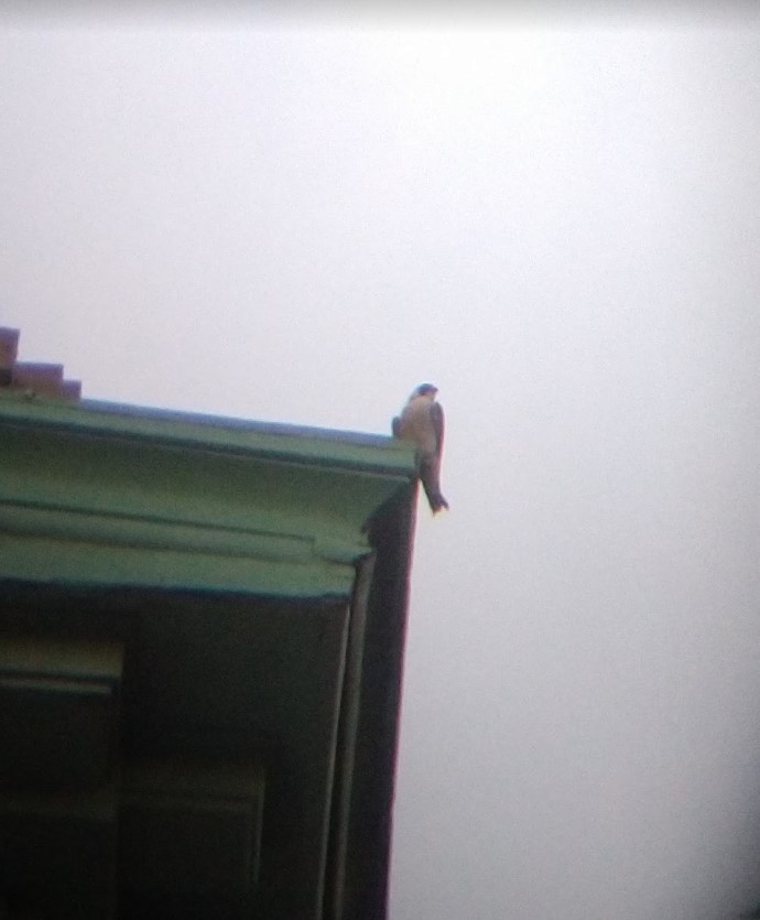 Peregrine Falcon - Jim DeVona