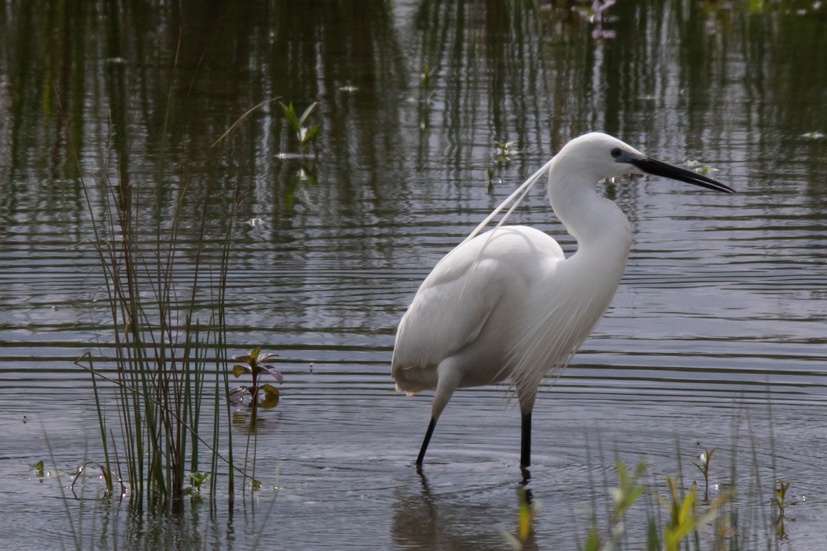 Little Egret - Karlheinz Hagmeyer