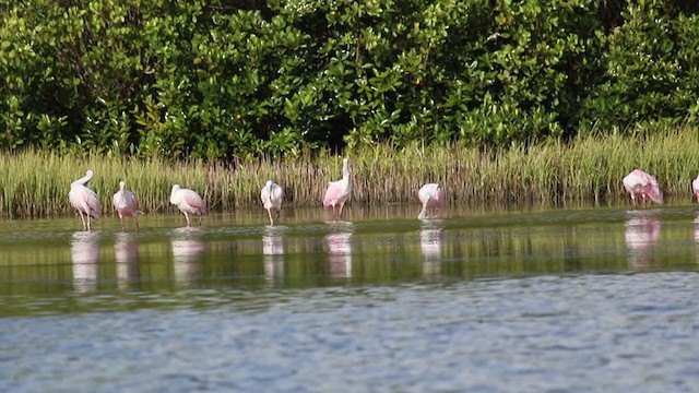 Roseate Spoonbill - ML345986011