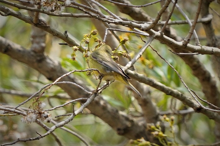 Orange-crowned Warbler - ML345986961