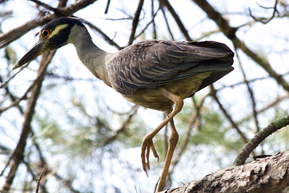 Yellow-crowned Night Heron - ML345987411