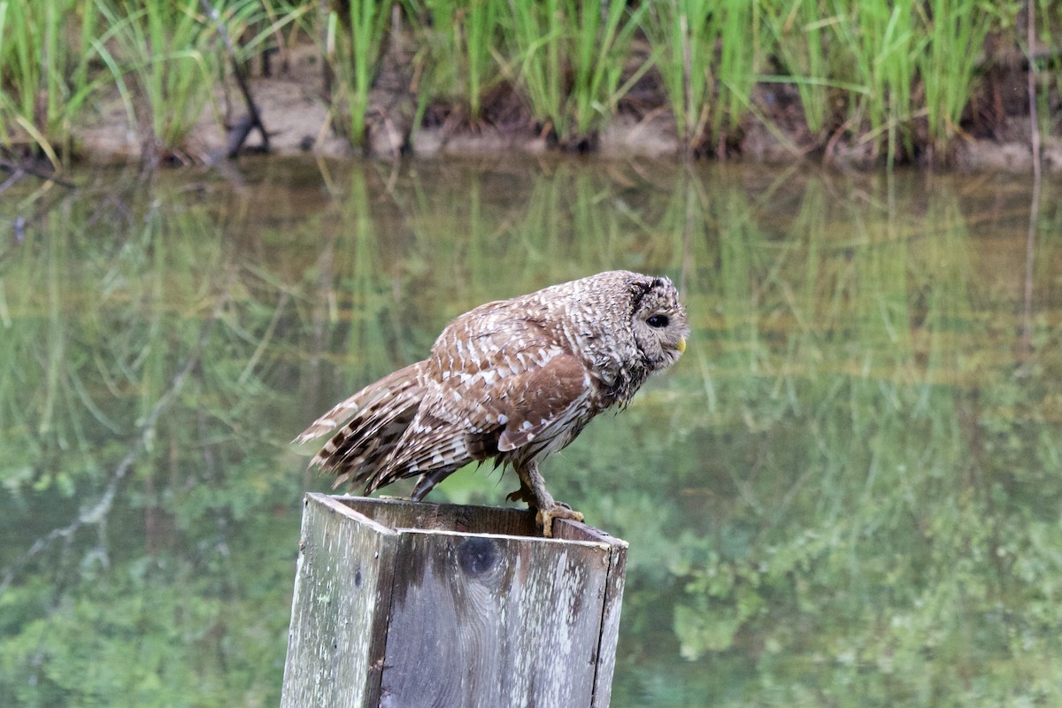 Barred Owl - ML345987571