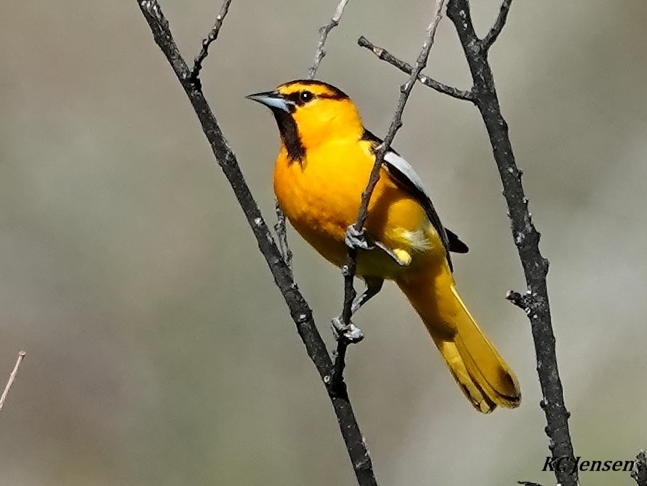 Bullock's Oriole - ML345988231