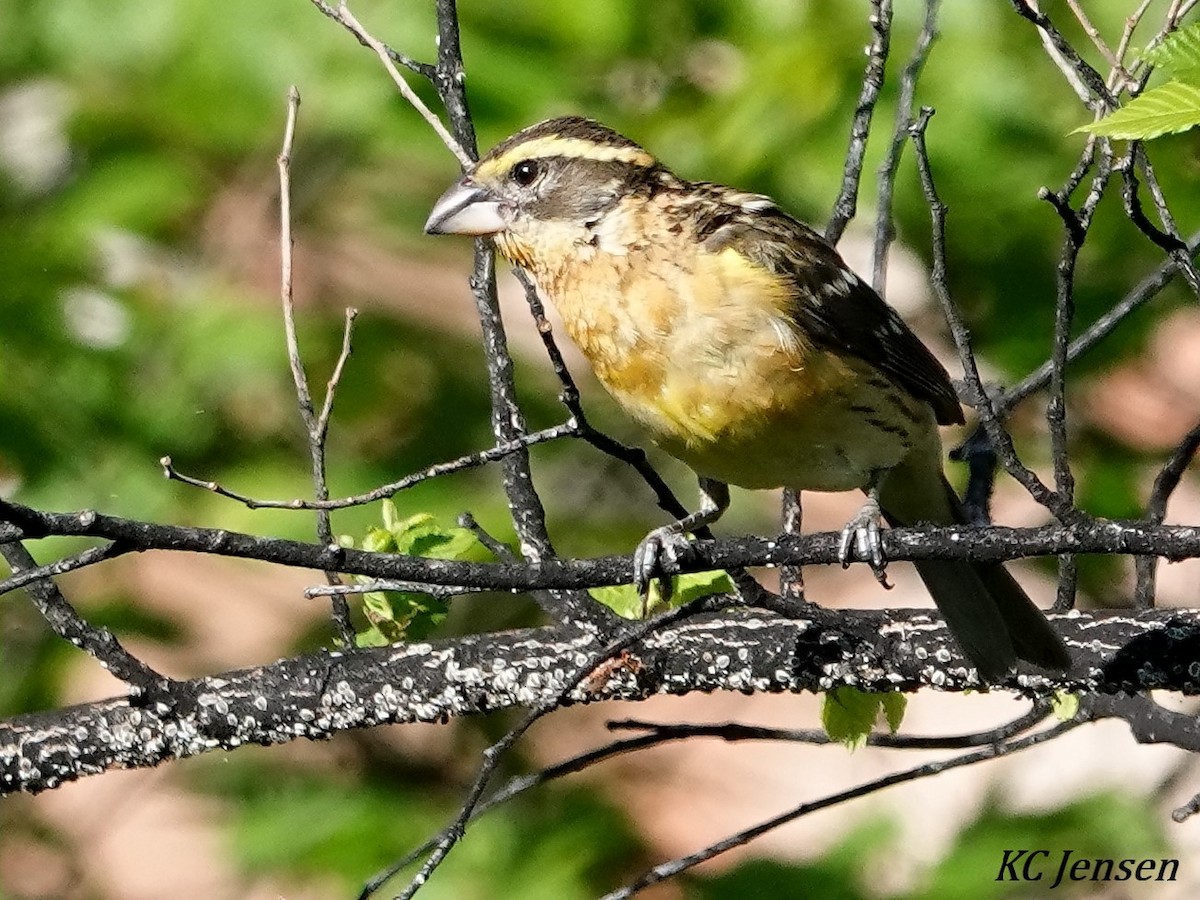 Black-headed Grosbeak - ML345988351