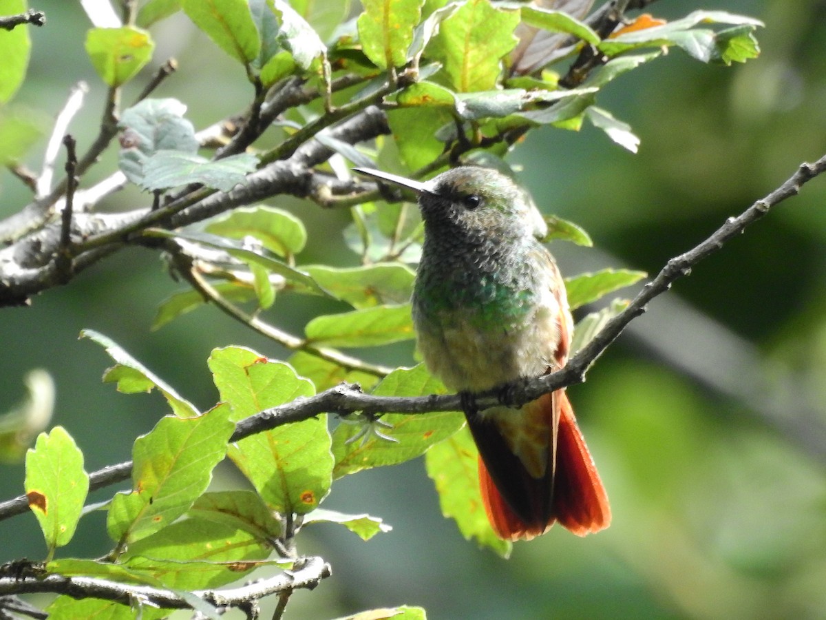 kolibřík mexický - ML34598851
