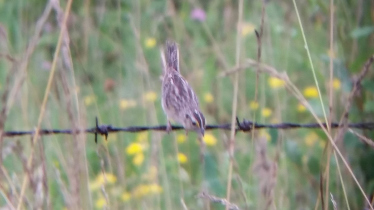 Grasshopper Sparrow - ML34598931