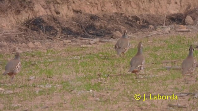 Red-legged Partridge - ML345989521