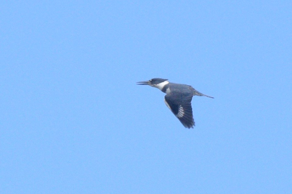 Belted Kingfisher - ML345990521