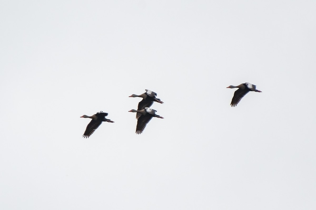 Black-bellied Whistling-Duck - ML345991371