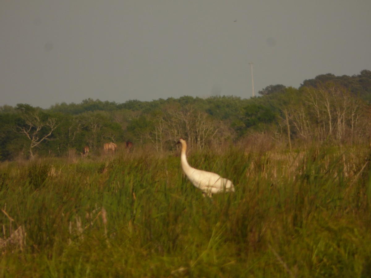 Whooping Crane - Fred Collins