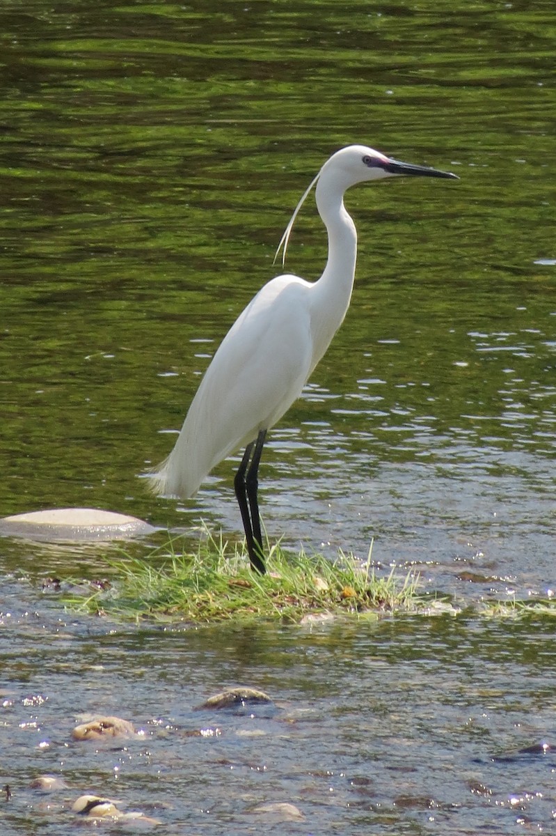 Little Egret - Ken Cox