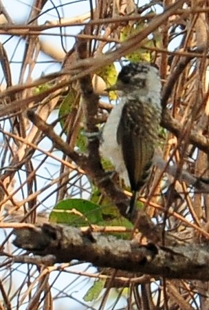 White-barred Piculet - ML34599231