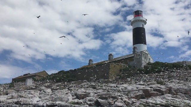 Roseate Tern - ML345993641