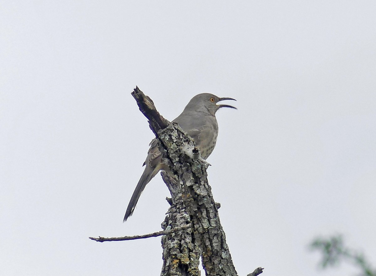 Curve-billed Thrasher - ML345996561