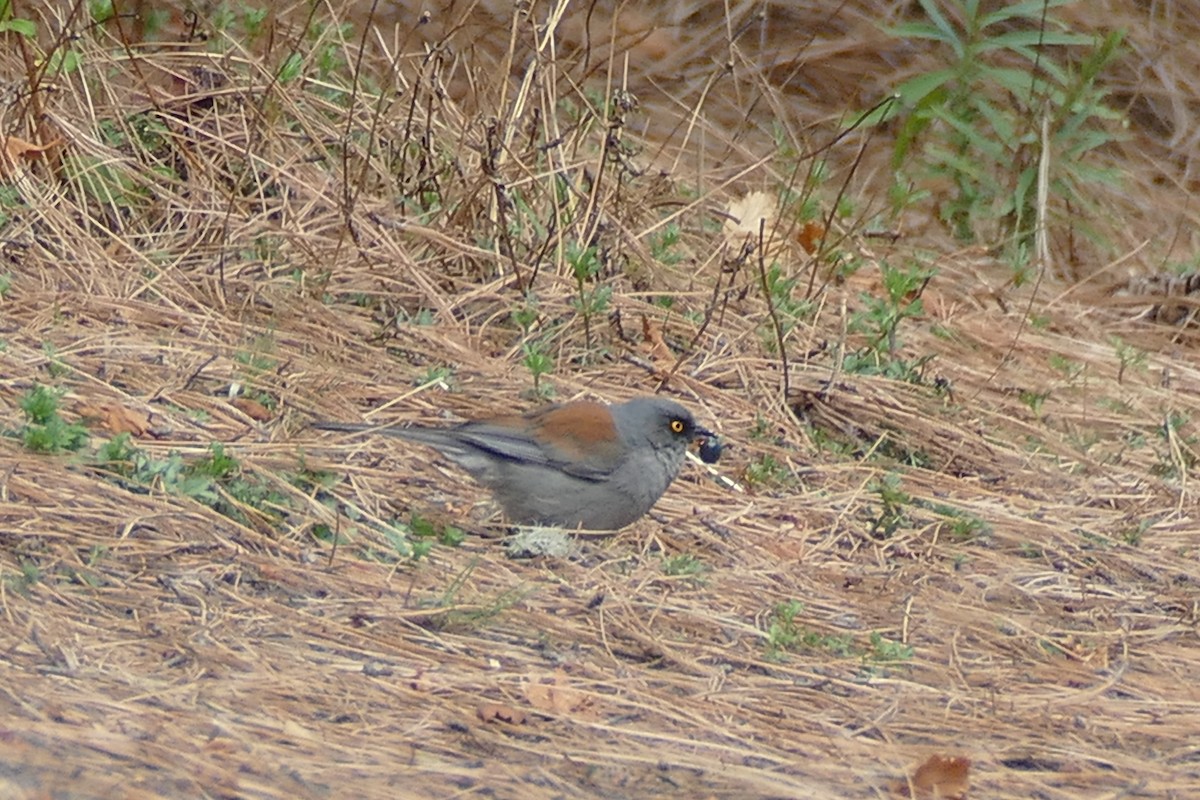 Yellow-eyed Junco - ML345997751