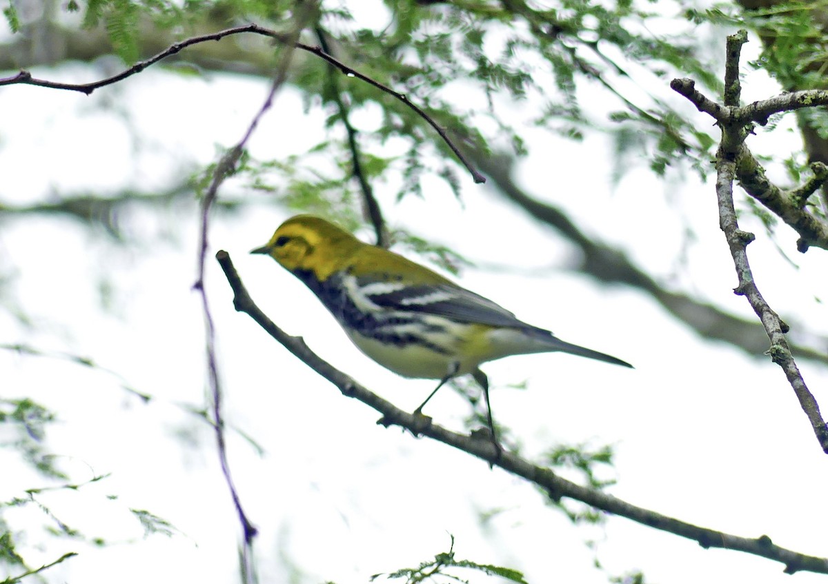 Black-throated Green Warbler - ML345997771