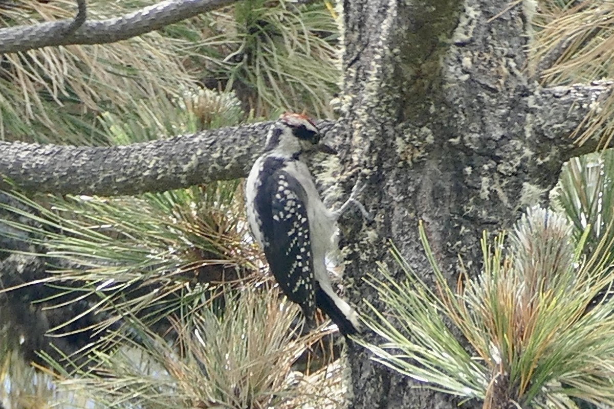 Hairy Woodpecker - ML345998381