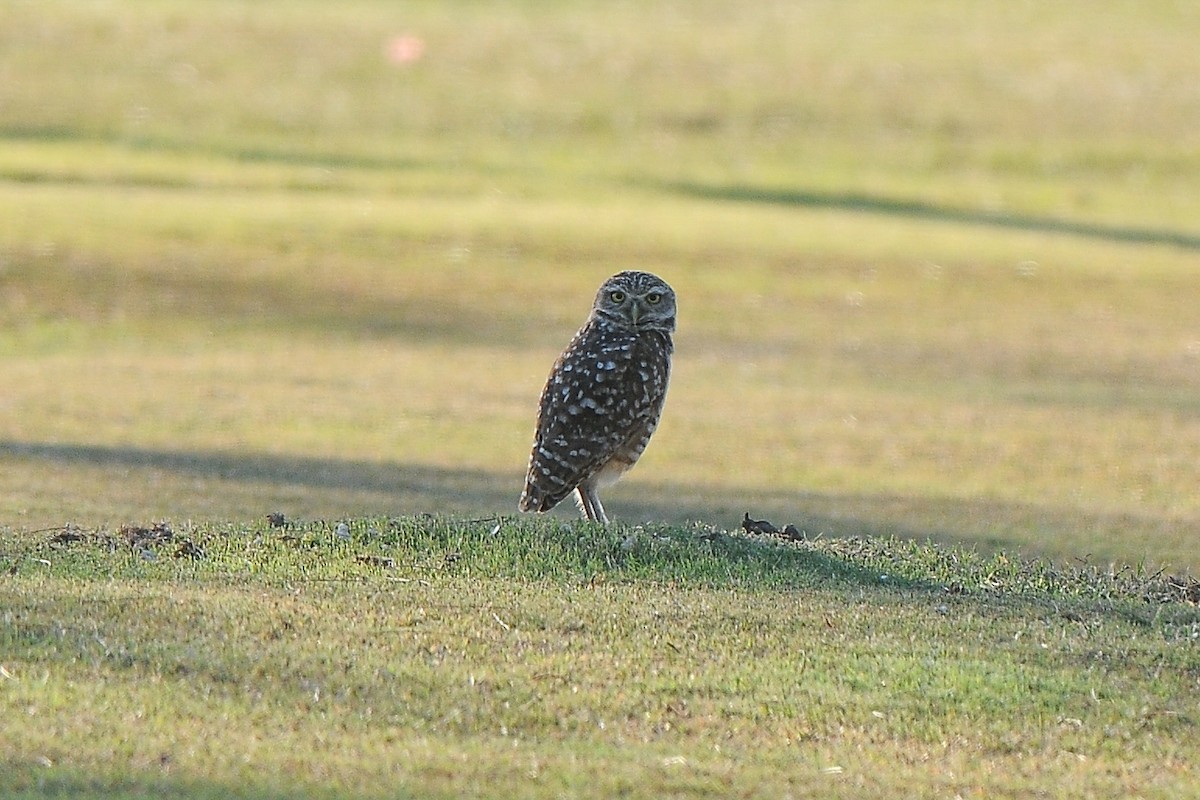 Burrowing Owl - ML345998411