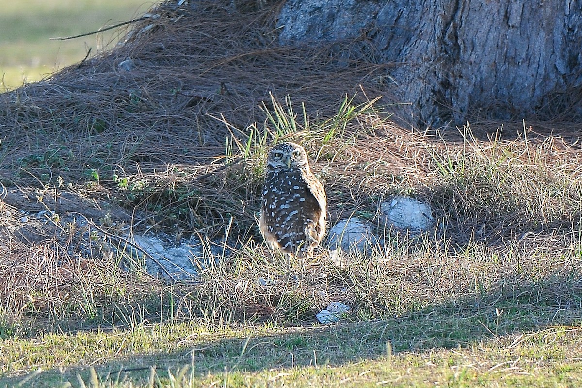 Burrowing Owl - ML345998441