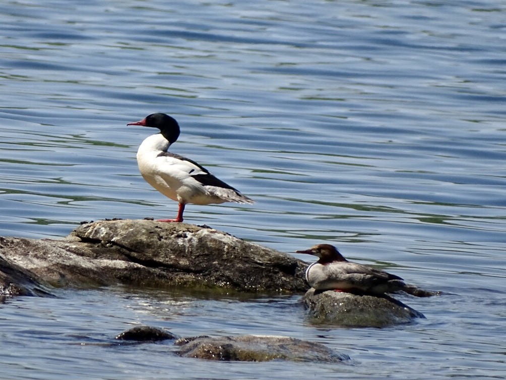 Common Merganser - ML345998511