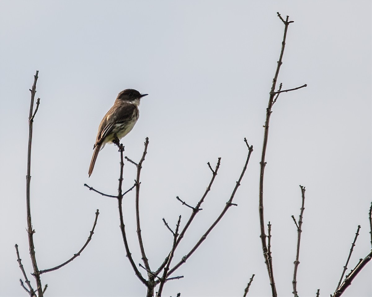 Alder Flycatcher - ML345999351