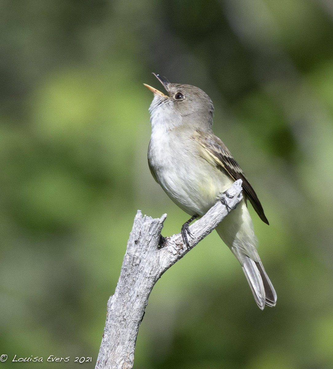 Willow Flycatcher - ML346000971