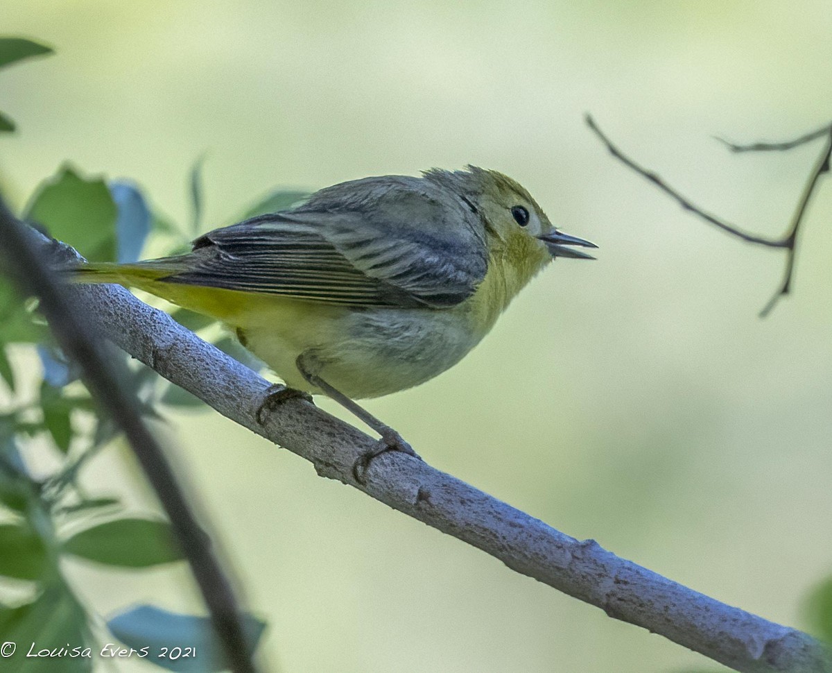 Yellow Warbler (Northern) - Louisa Evers