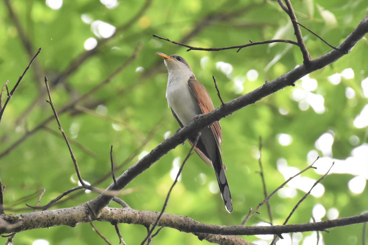 Yellow-billed Cuckoo - ML346001961