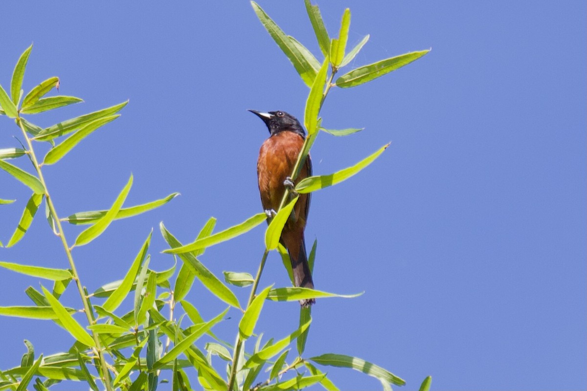 Orchard Oriole - Jin Bai