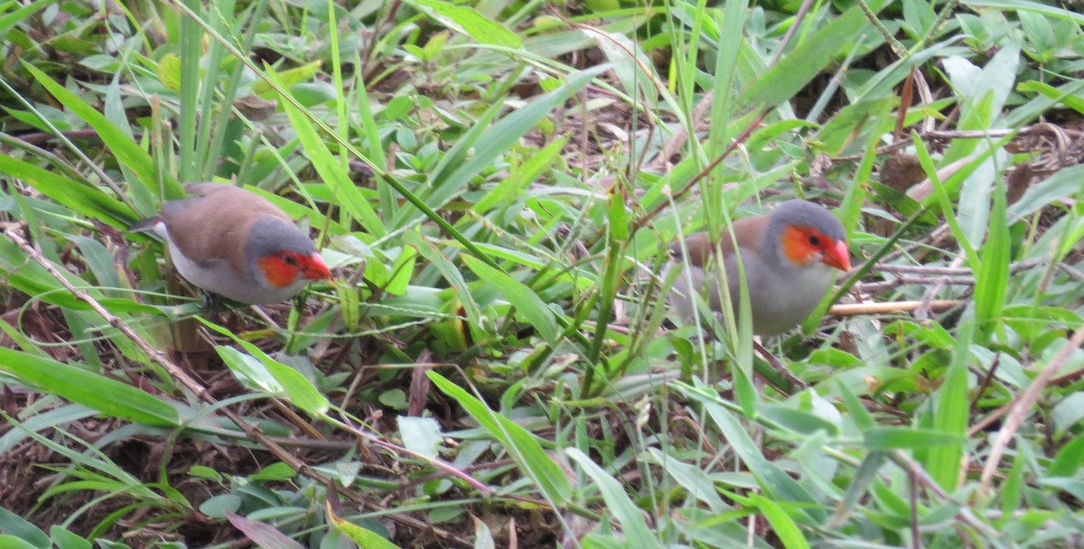 Orange-cheeked Waxbill - ML346003341