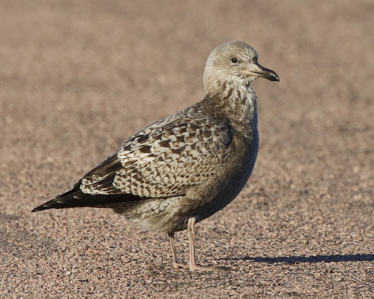 American Herring Gull - Roger Dietrich