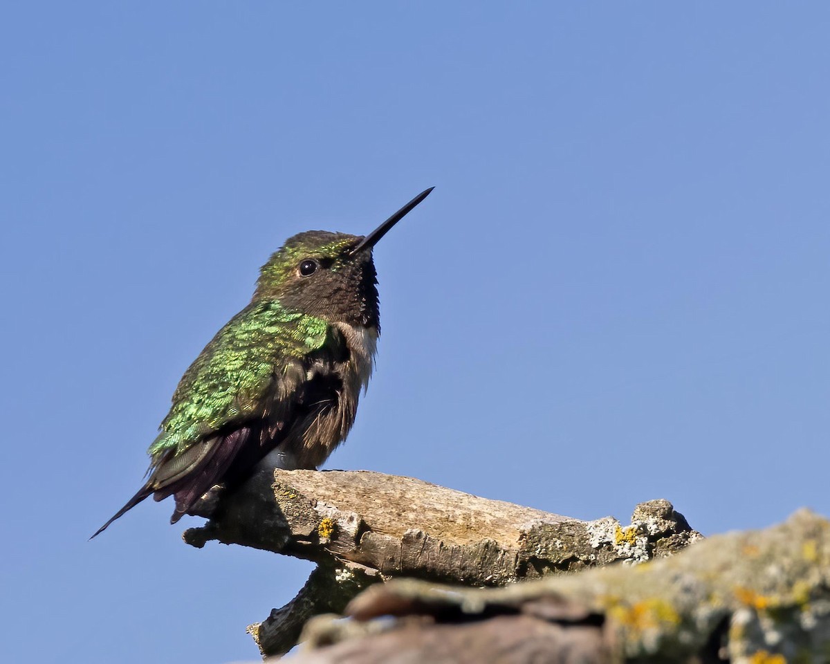 Ruby-throated Hummingbird - Roger Dietrich