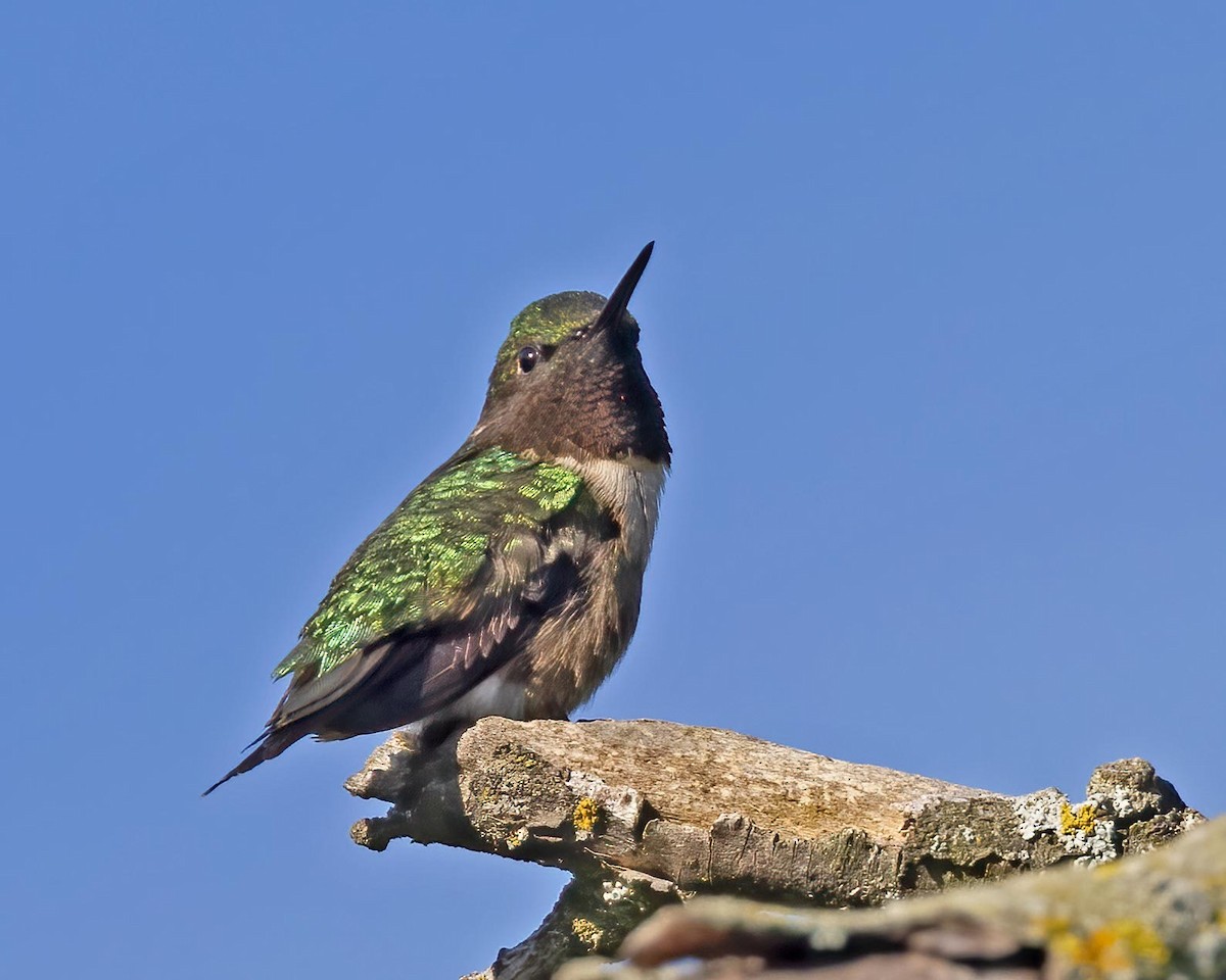 Ruby-throated Hummingbird - ML346004391