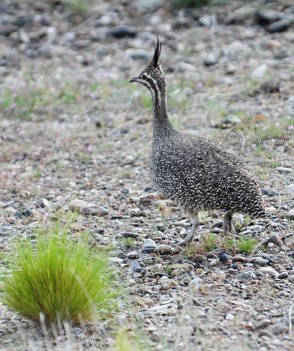 Elegant Crested-Tinamou - ML34600461