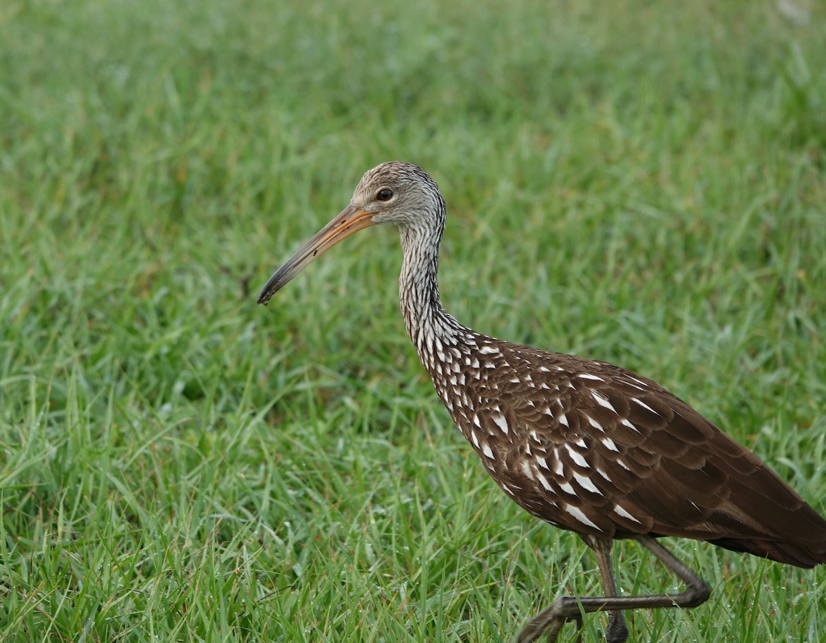 Limpkin - Kathryn Young